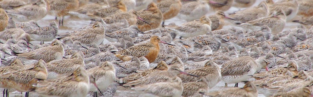  Bar-tailed Godwit standing out from the crowd