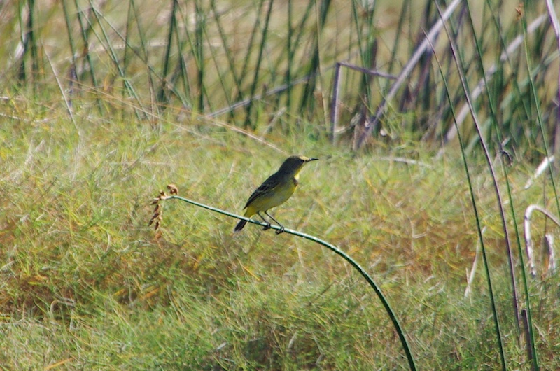  Yellow Chat (Epthianura crocea) Male at Marmor (Proof of life shot only)