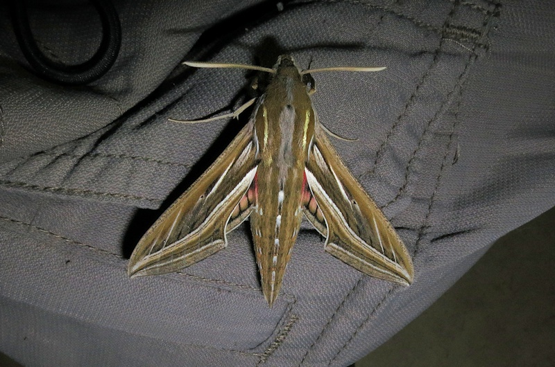  Silver-striped Hawk-moth (Hippotion celerio)