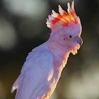 Historical Names of the Pink Cockatoo