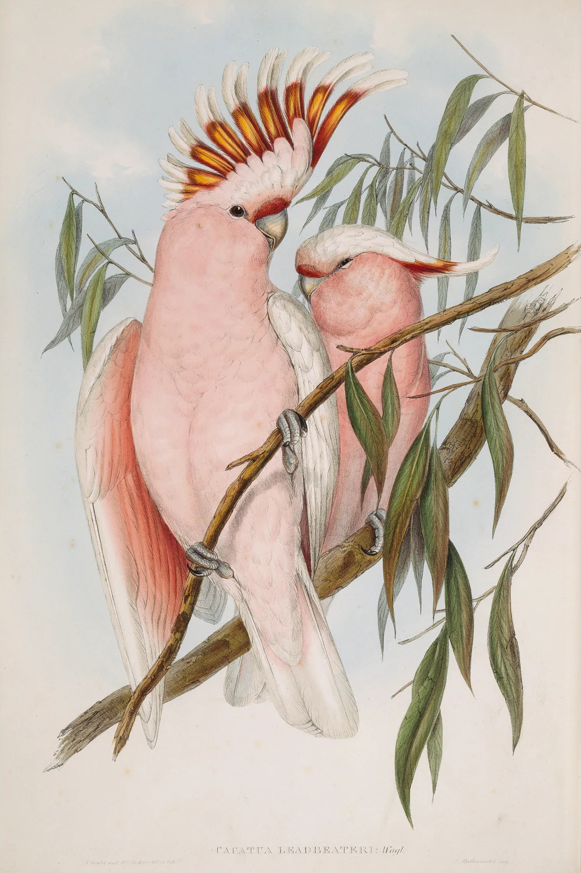 Leadbeaters Cockatoo