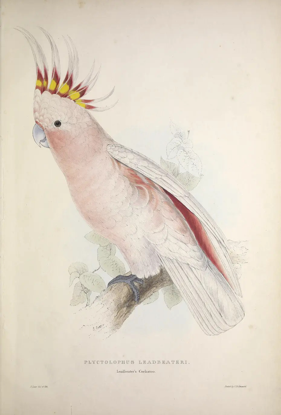 Leadbeaters Cockatoo