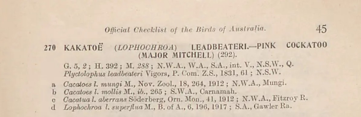 Pink Cockatoo