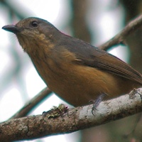 Bower's Shrike-thrush