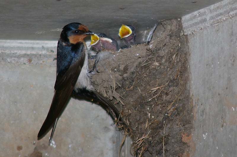 Welcome Swallow