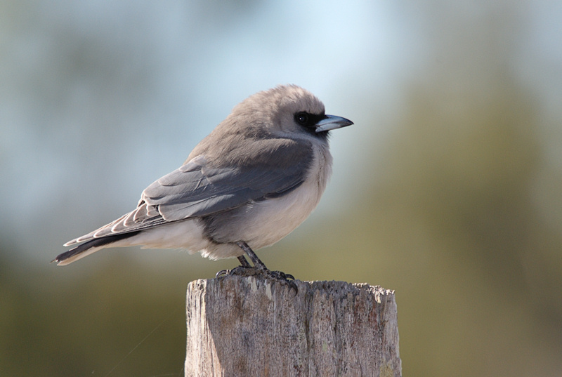 Black-faced Woodswallow
