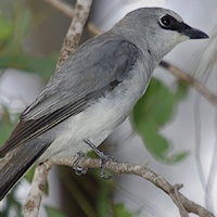 White-bellied Cuckoo-shrike