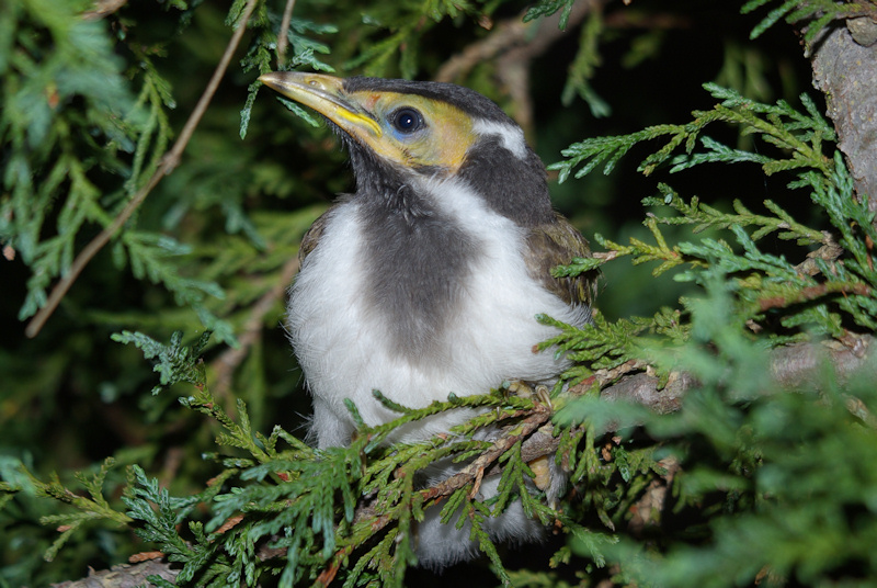 Blue-faced Honeyeater