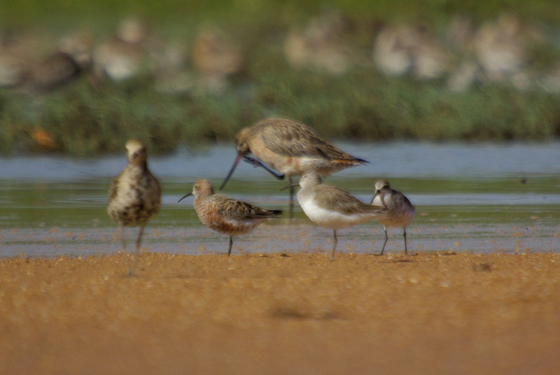 Curlew Sandpiper