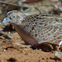 Little Button-quail