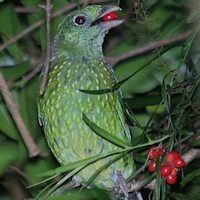 Green Catbird