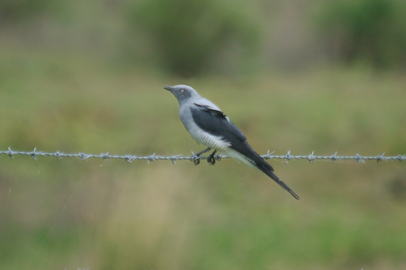 Ground Cuckoo-shrike