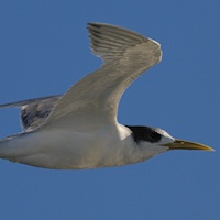 Crested Tern