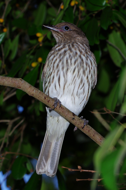 Australasian Figbird
