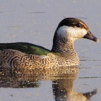 Green Pygmy-goose
