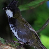 Eastern Whipbird