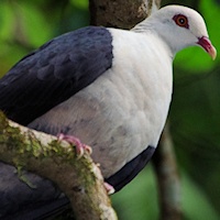 White-headed Pigeon