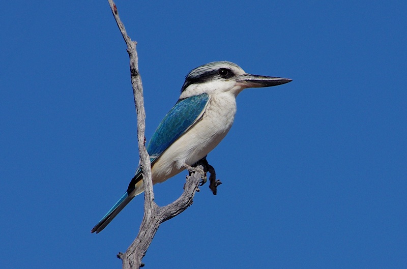 Red-backed Kingfisher