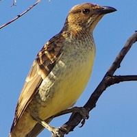 Spotted Bowerbird