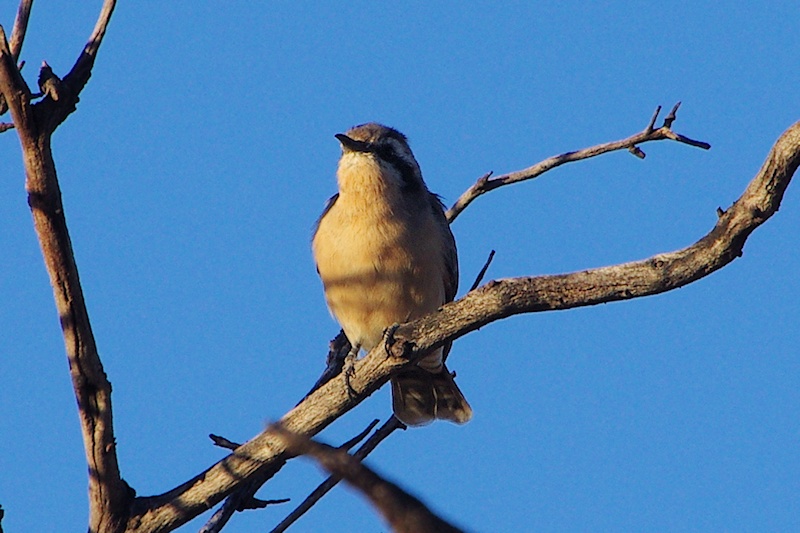 Black-eared Cuckoo