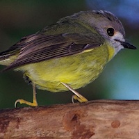 Pale-yellow Robin