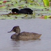 Freckled Duck