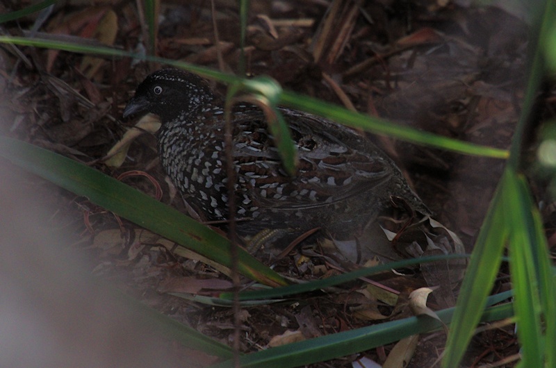 Black-breasted Button-quail