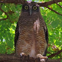 Rufous Owl