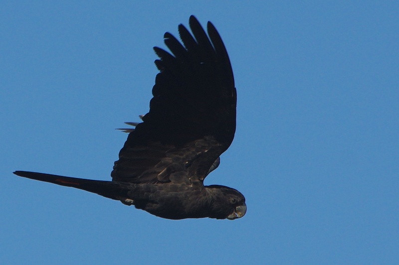 Red-tailed Black-Cockatoo