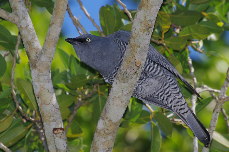 Barred Cuckoo-shrike