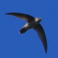 Australian Swiftlet