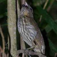 Tooth-billed Bowerbird