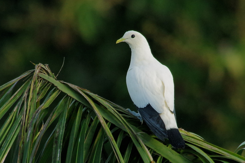 Pied Imperial-Pigeon