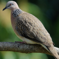 Spotted Dove