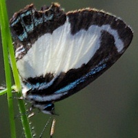 Small Green-banded Blue