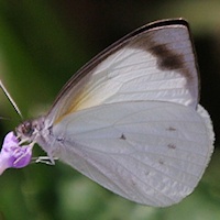 Southern Pearl-white
