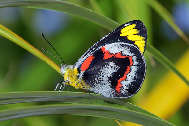 Butterfly Identification Chart Australia