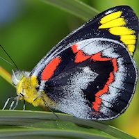 Australian Butterflies /