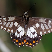 Dainty Swallowtail