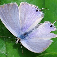 Pale Pea-blue
