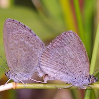 Common Grass-blue