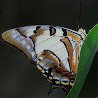 Tailed Emperor