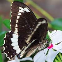 Fuscous Swallowtail