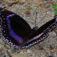 Blue-banded Eggfly