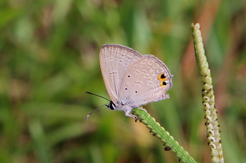 Spotted Pea-Blue