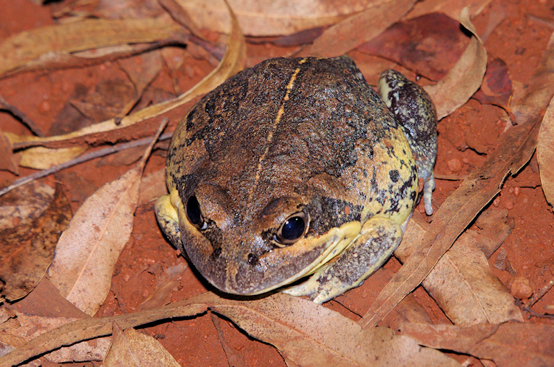 Northern Banjo Frog