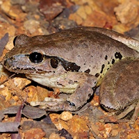 Wilcox's Frog
