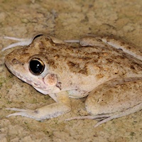 Peters' Frog