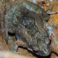 Eastern Sign-bearing Froglet