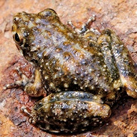 Rockhole Frog